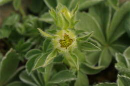 Imagem de Potentilla nivalis Lapeyr.