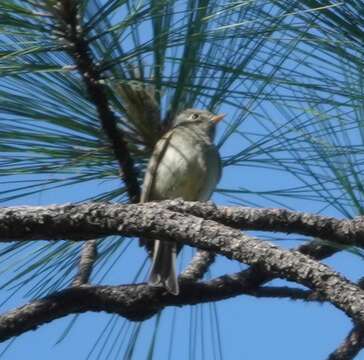 Empidonax affinis (Swainson 1827)的圖片