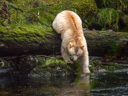 Image of Kermode bear