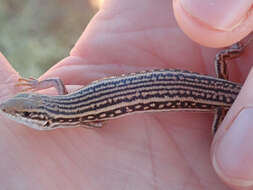 Image of Eastern Barred Wedge-snout Ctenotus