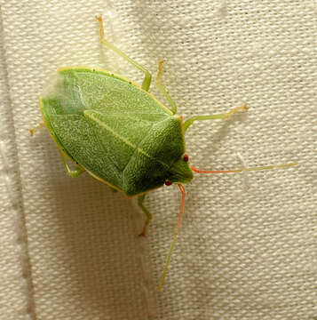 Image of Chlorocoris (Monochrocerus) hebetatus Distant 1890