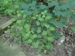 Image of whitehair goldenrod