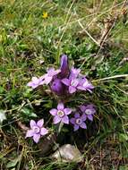 Imagem de Gentianella anisodonta (Borbás) A. & D. Löve