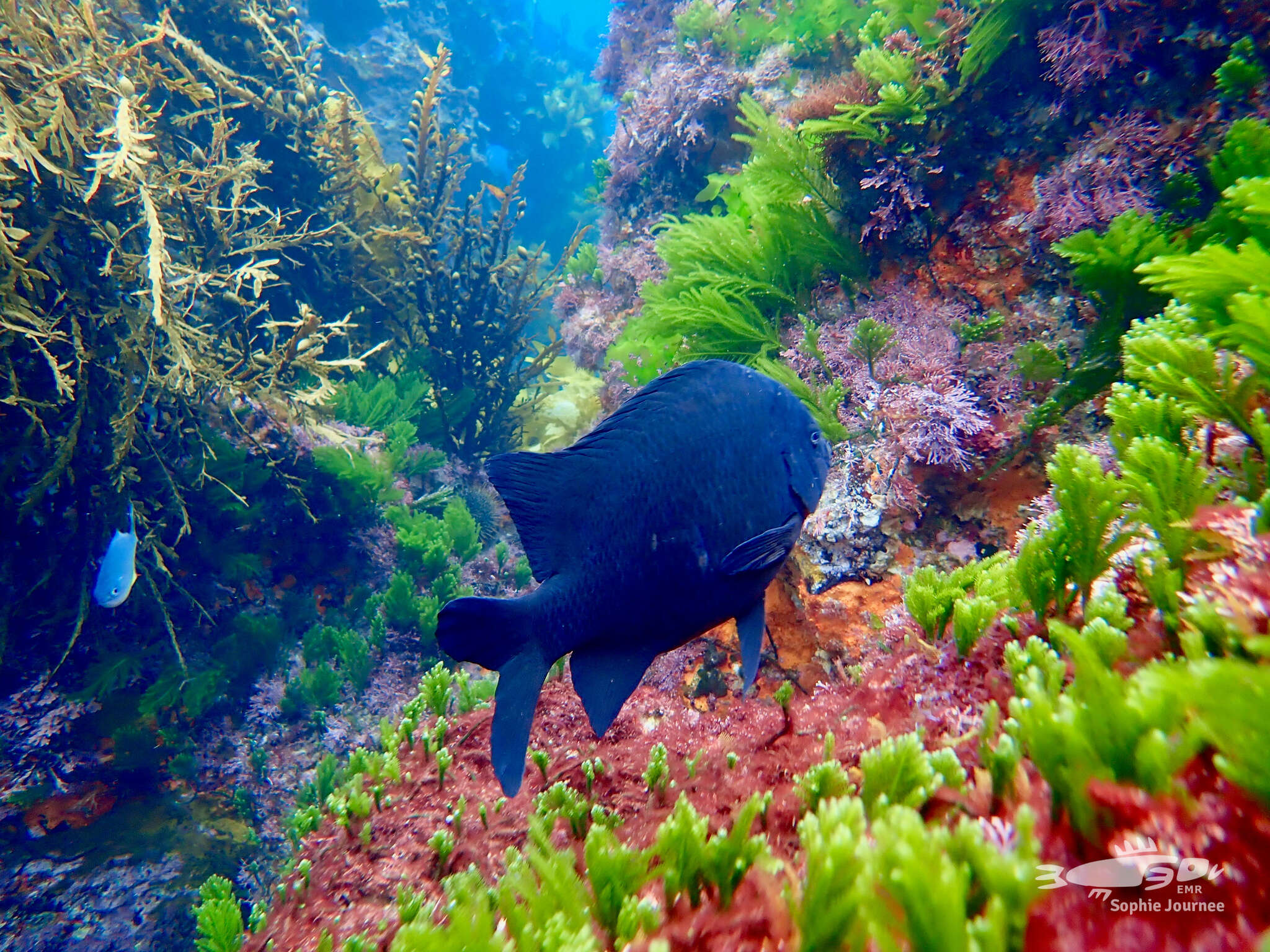 Image of New Zealand black angelfish