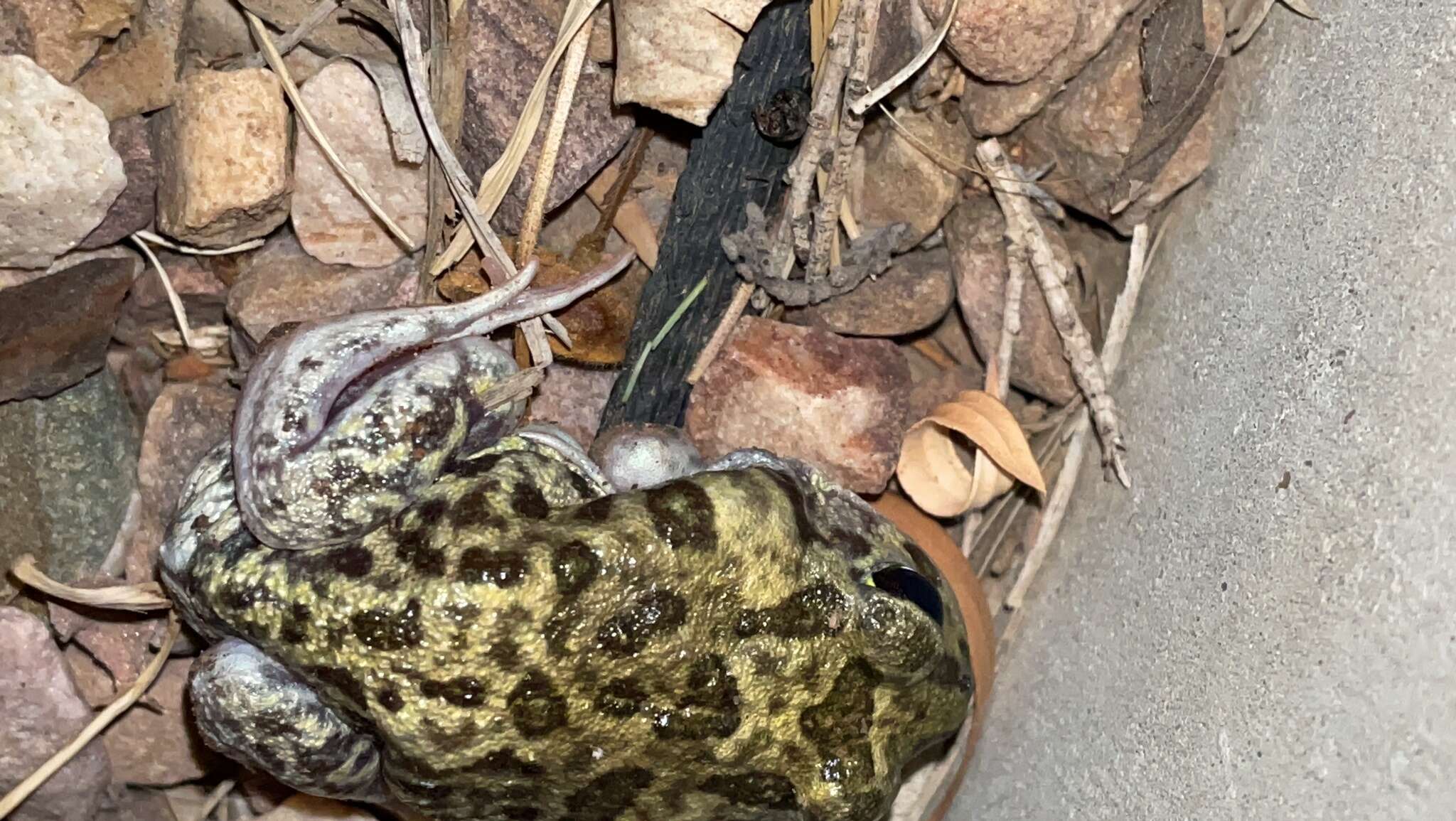 Image of Painted Burrowing Frog