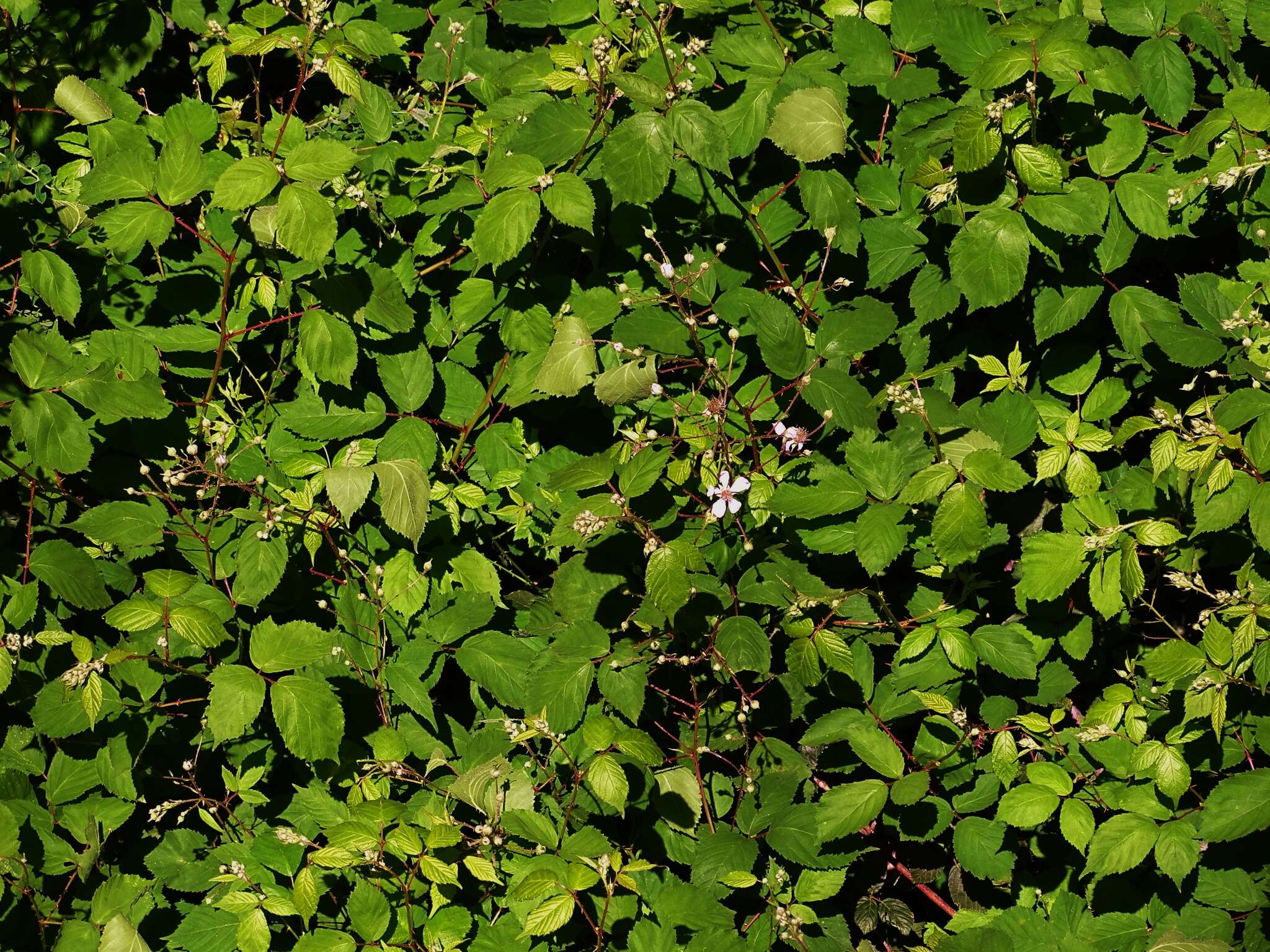 Image of Rubus rubritinctus W. C. R. Watson