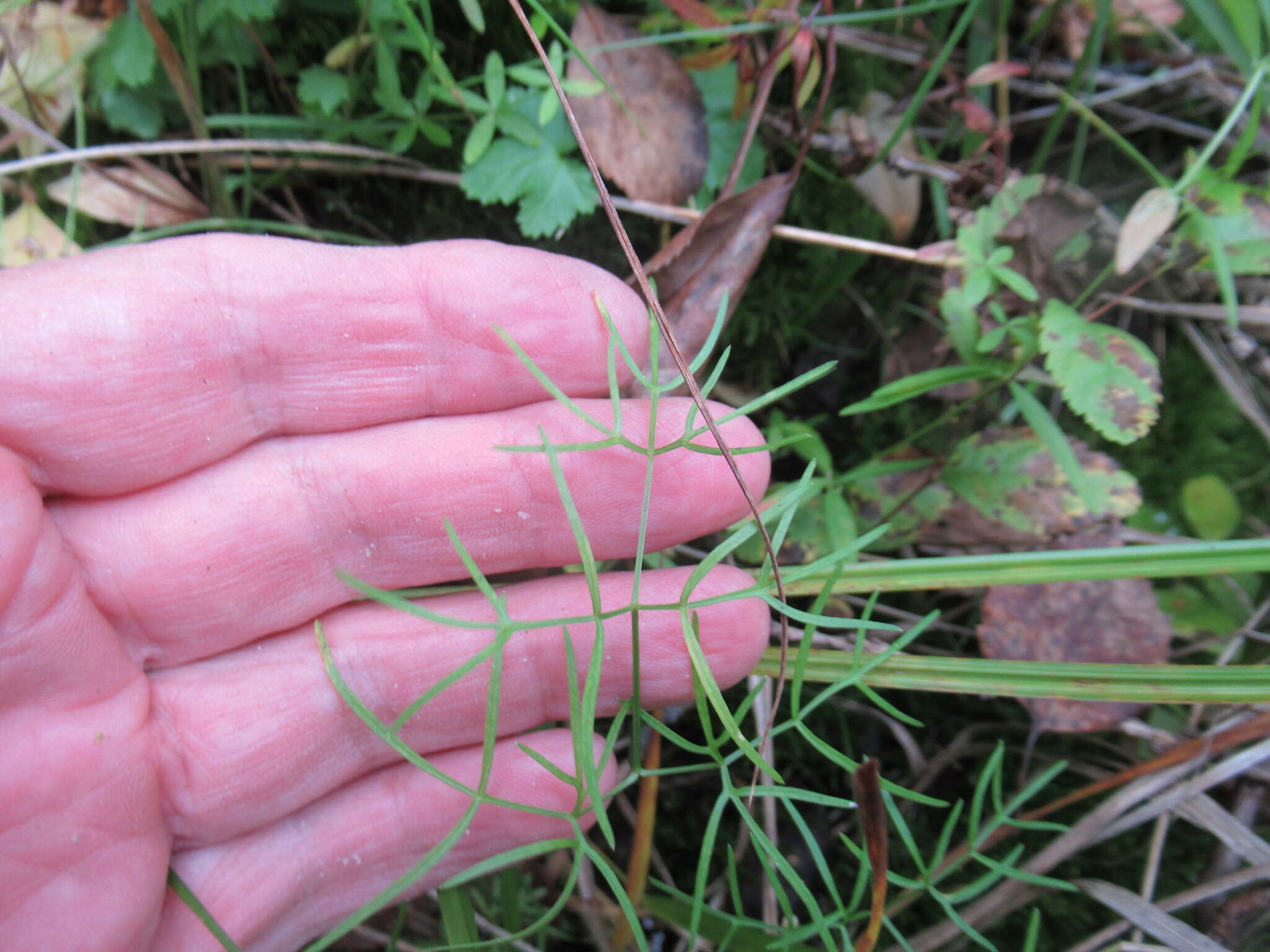 Image of Ostericum tenuifolium (Pall. ex Spreng.) Y. C. Chu