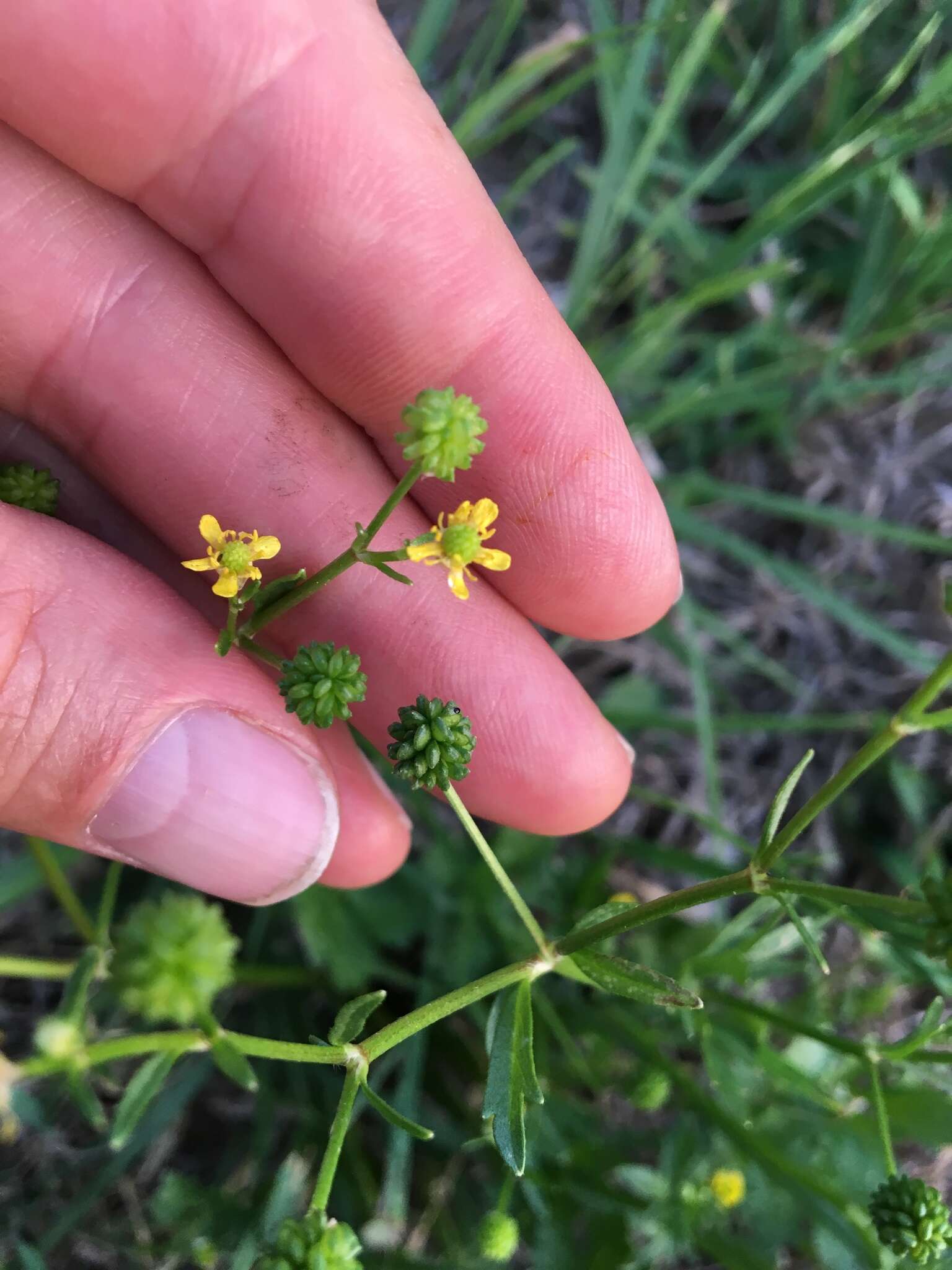 Image of threelobe buttercup