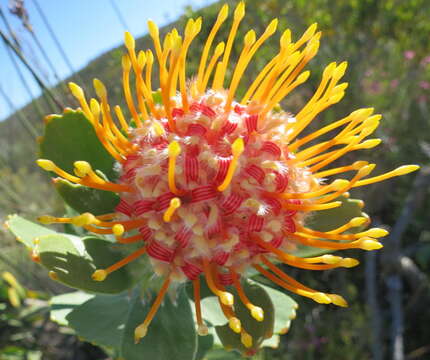 Image of Leucospermum pluridens Rourke