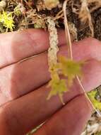 Image of Sedum acre subsp. neglectum (Ten.) Arcang.