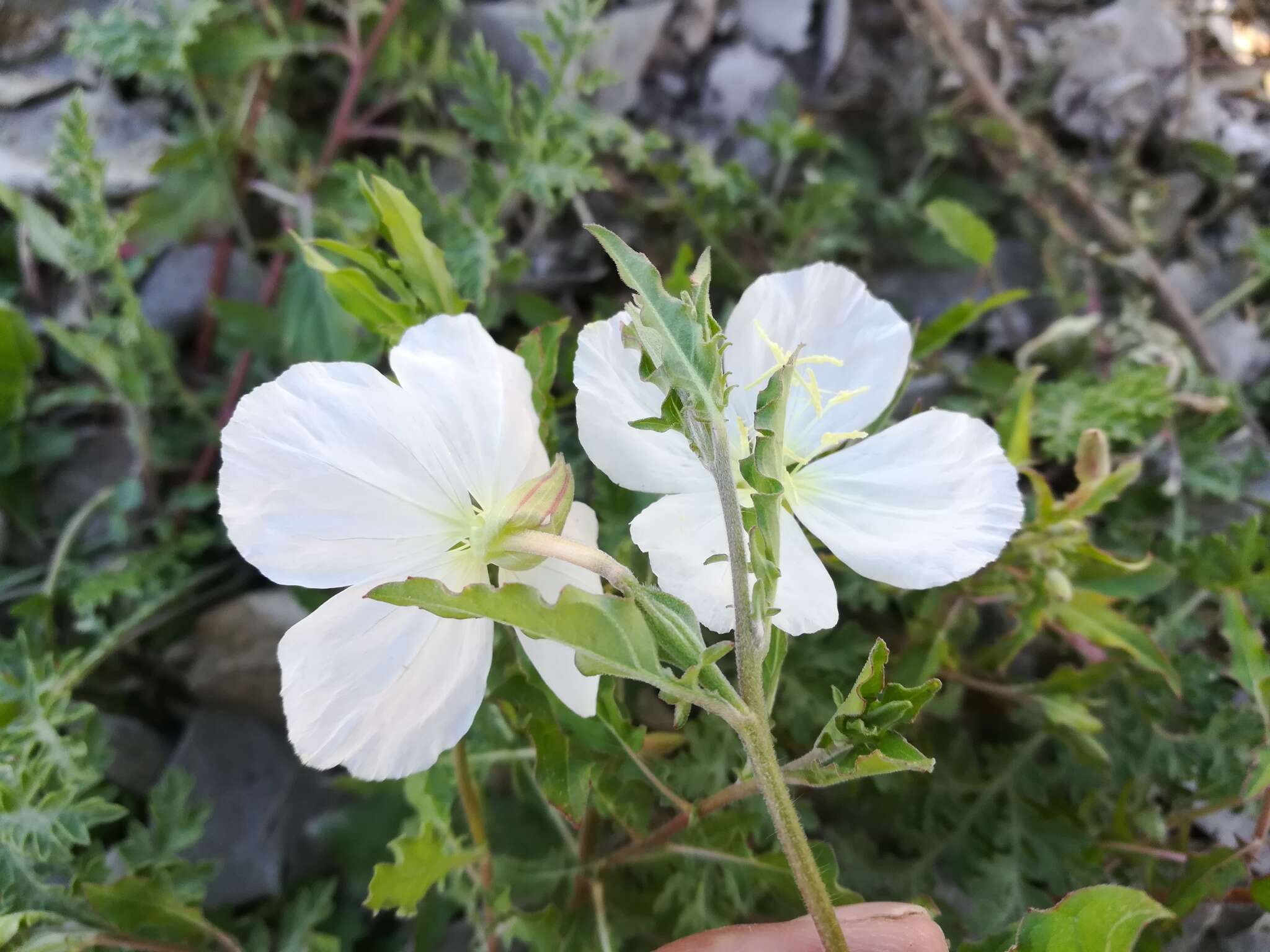 Image of Kunth's Evening-Primrose