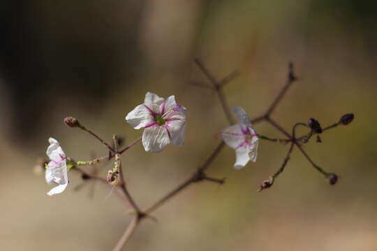 Commicarpus brandegei (Standl.) Standl. resmi