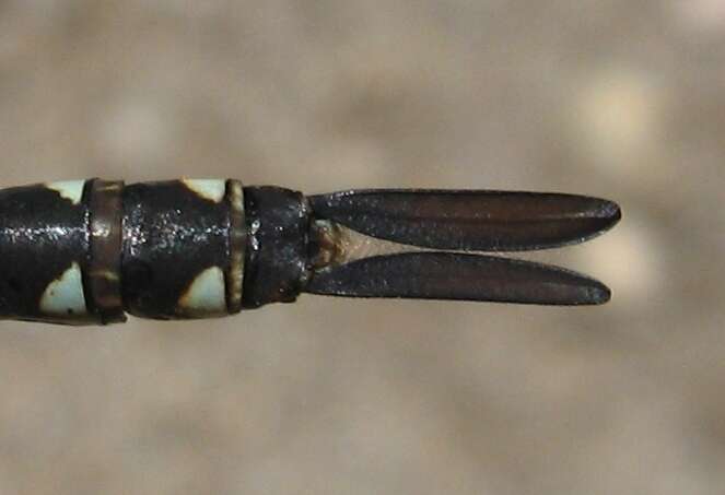 Image of Spatterdock Darner