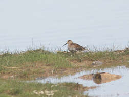 Image of Calidris alpina schinzii (Brehm, CL & Schilling 1822)