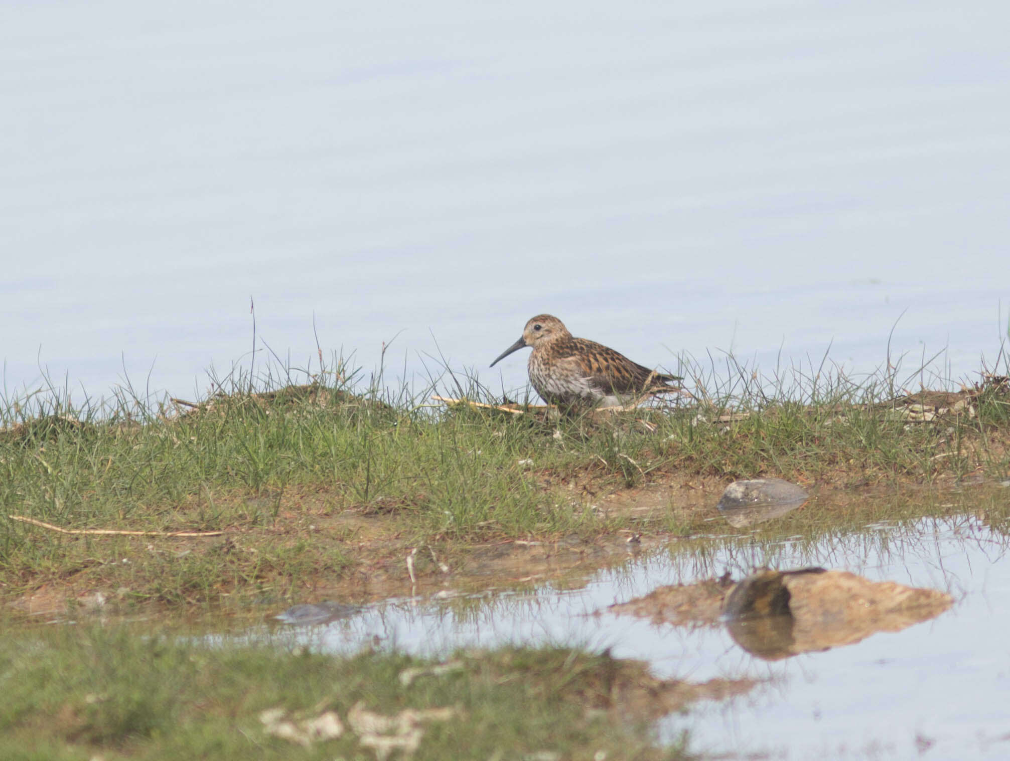 Image of Calidris alpina schinzii (Brehm, CL & Schilling 1822)