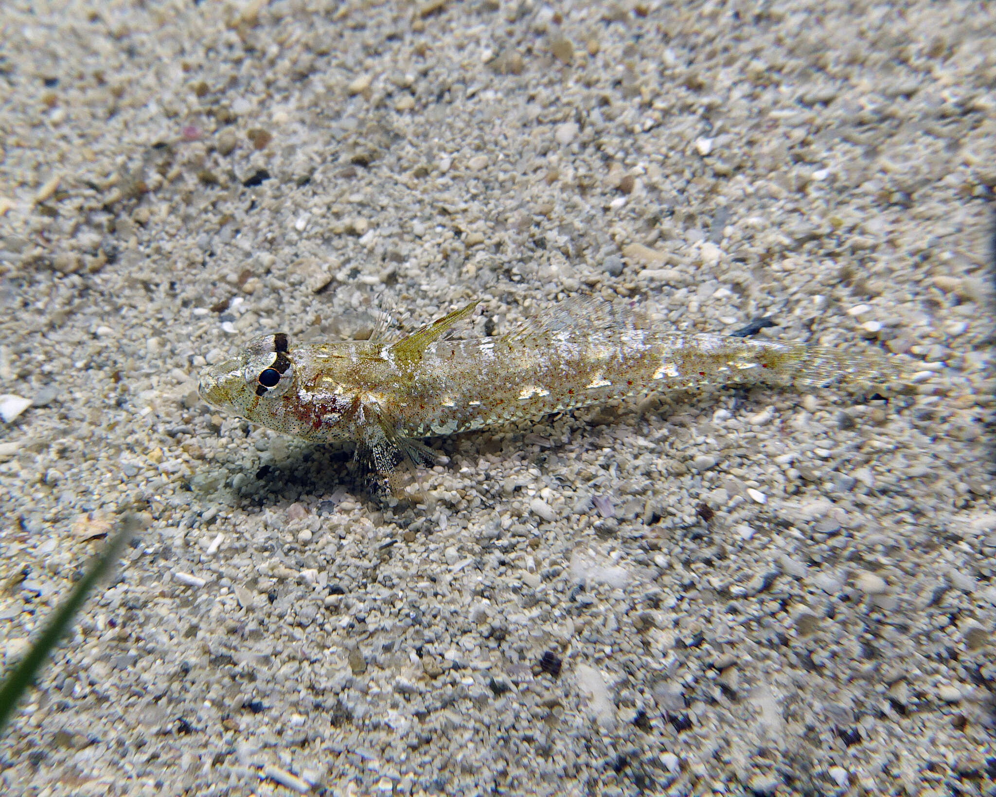 Image of Australian sailfin goby