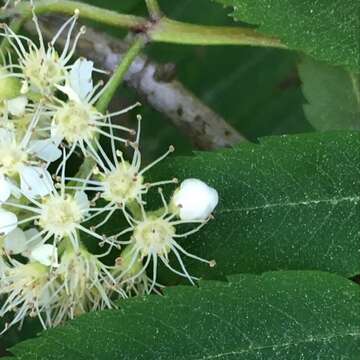 Contarinia floriperda Rübsaamen 1917 resmi