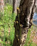 Image of bog yelloweyed grass