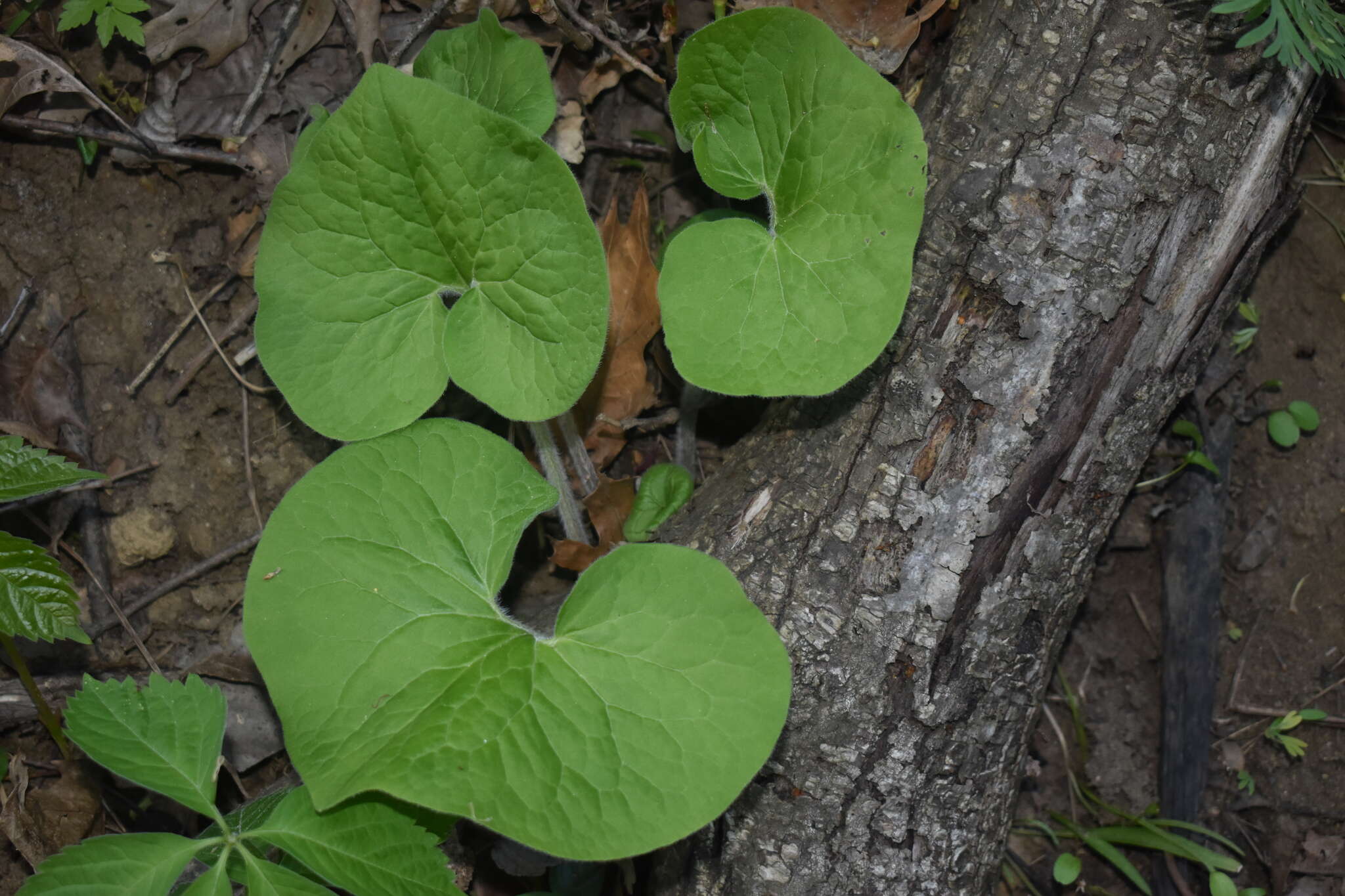 Image of Asarum canadense var. canadense