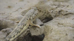 Image of Walton&#39;s mudskipper