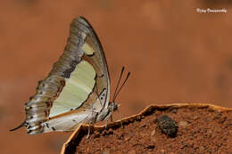 Image of Polyura agrarius Swinhoe 1886