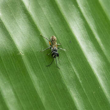 Image of Crabronid wasp