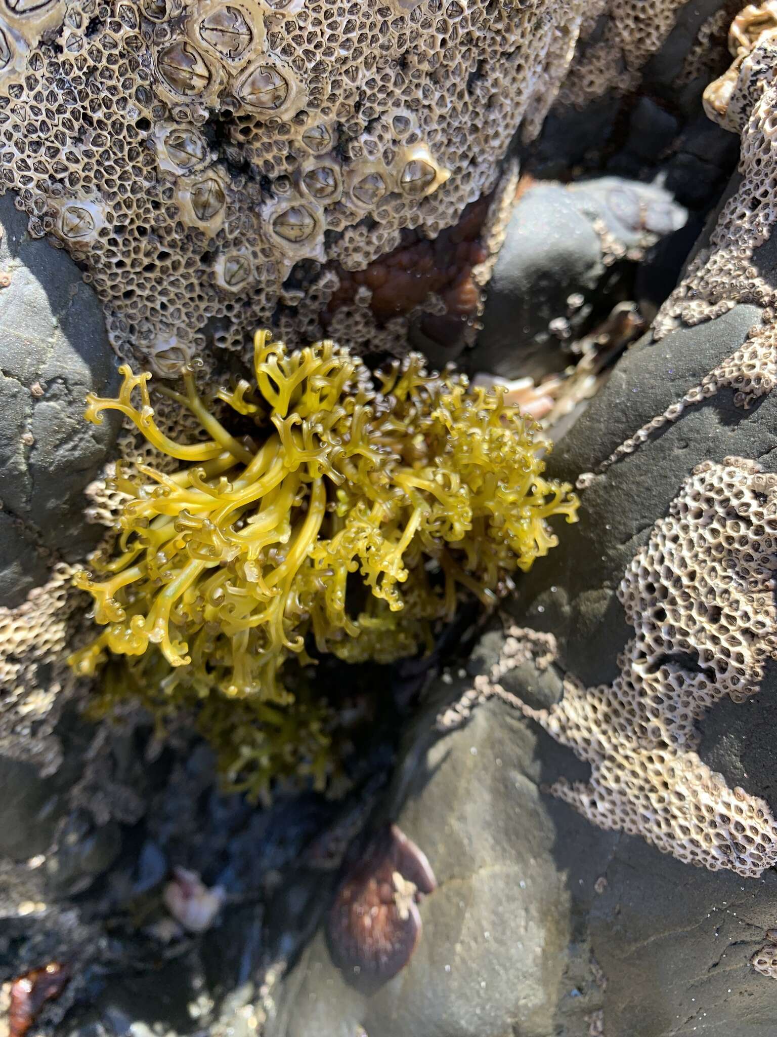 Image of Psilophycus alveatus (Turner) W. A. Nelson, Leister & Hommersand 2011