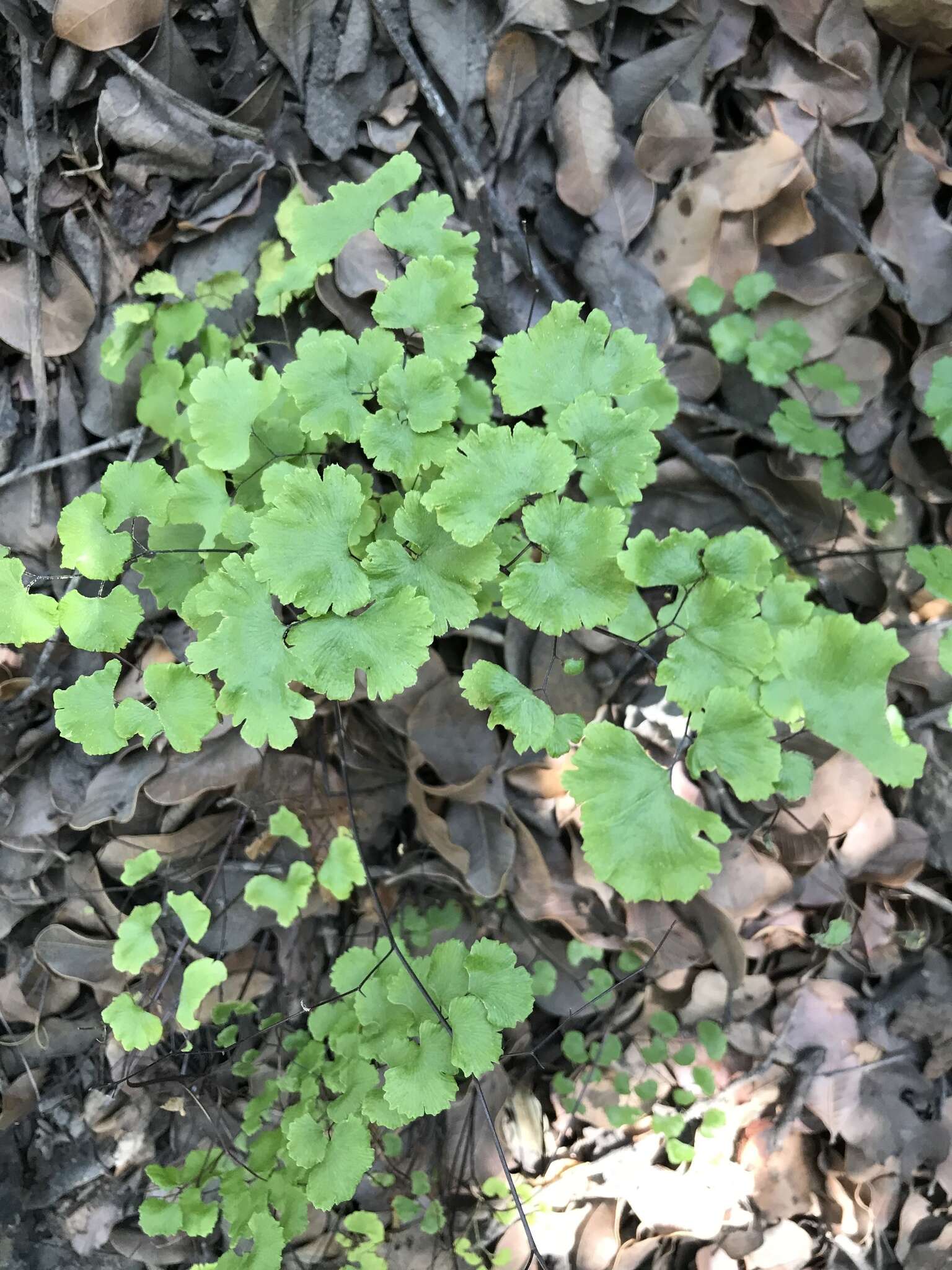 Image of Adiantum chilense var. sulphureum (Kaulf.) Giudice