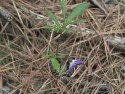 Image of Northern Coastal Violet