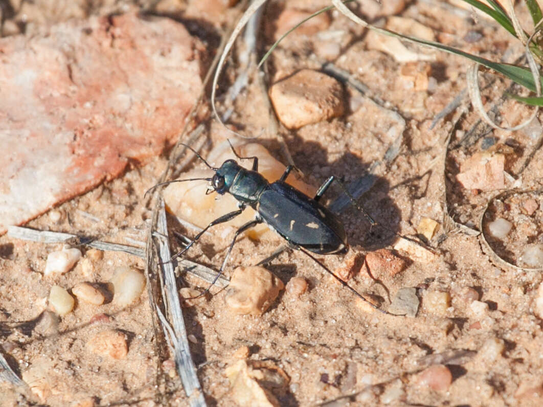 Image de Cicindela (Cicindelidia) obsoleta vulturina Le Conte 1853