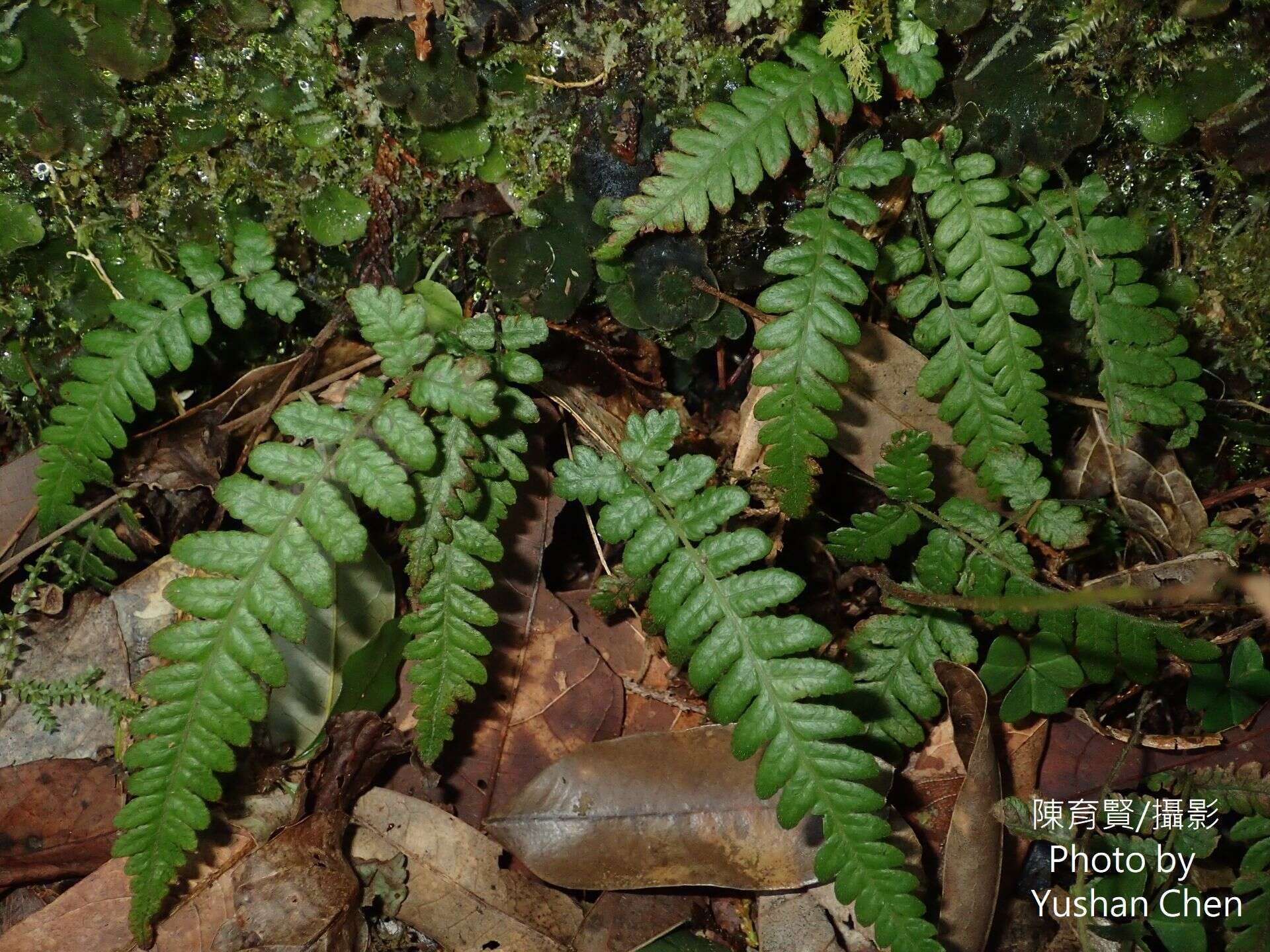 Image of Stegnogramma tottoides (H. Itô) Iwatsuki