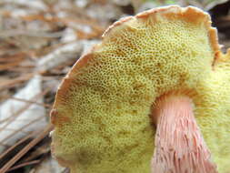 Image of Aureoboletus russellii (Frost) G. Wu & Zhu L. Yang 2016