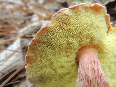 Sivun Aureoboletus russellii (Frost) G. Wu & Zhu L. Yang 2016 kuva