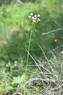 Image de Chaerophyllum roseum M. Bieb.