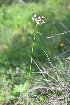 Image de Chaerophyllum roseum M. Bieb.