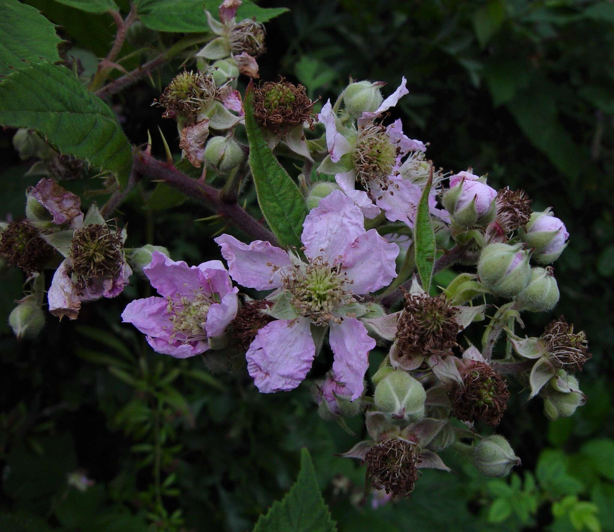 Image of Rubus rhombifolius Weihe ex Boenn.