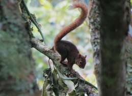 Image of Bolivian Squirrel