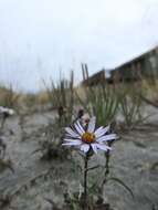 صورة Symphyotrichum yukonense (Cronq.) G. L. Nesom