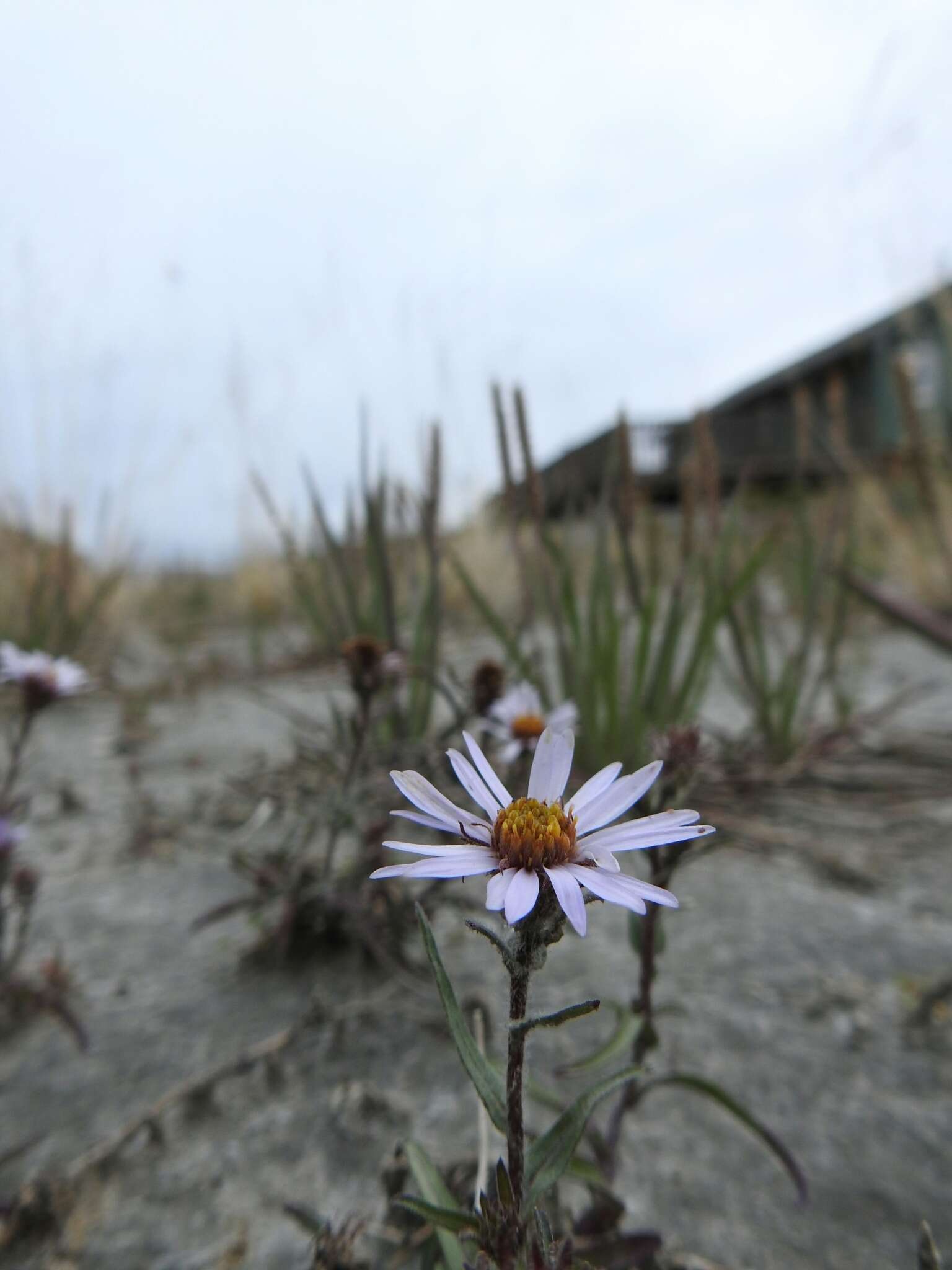 Image of Yukon aster