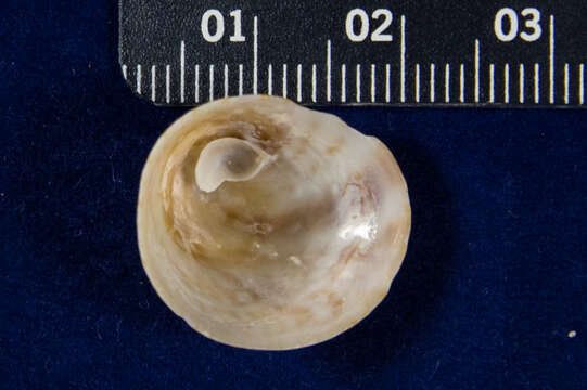 Crucibulum spinosum (G. B. Sowerby I 1824) resmi