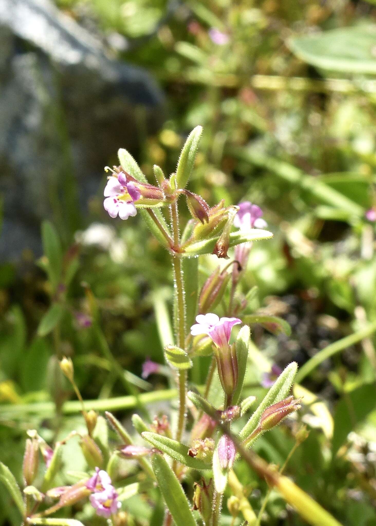 Image of Brewer's Monkey-Flower