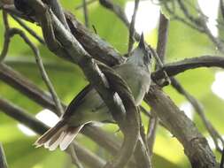 Image of Moustached Babbler