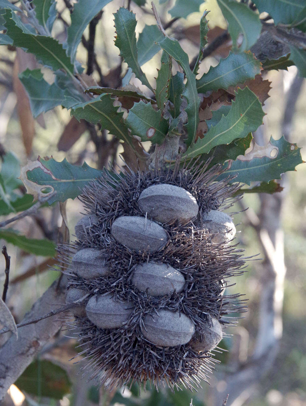 Image of Banksia lemanniana Meissn.