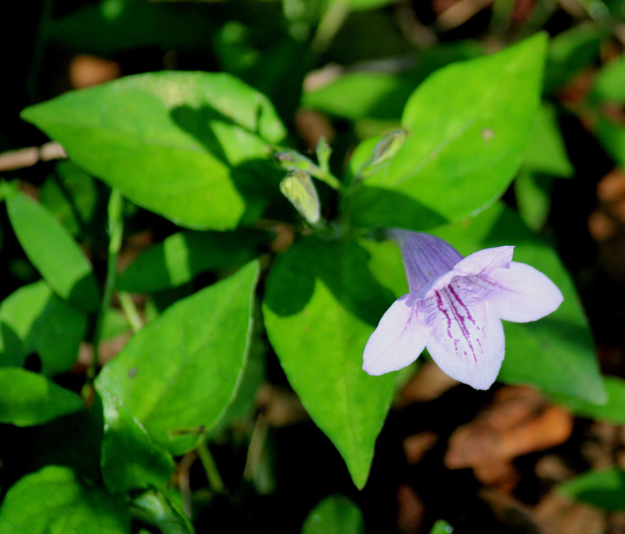 Image of Asystasia natalensis C. B. CI.