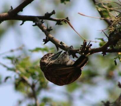 Image of Scaled Piculet