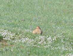 Imagem de Marmota sibirica (Radde 1862)