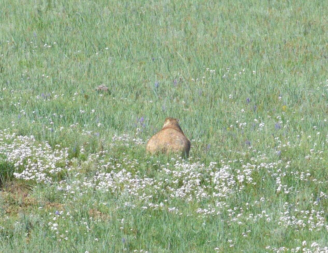 Imagem de Marmota sibirica (Radde 1862)