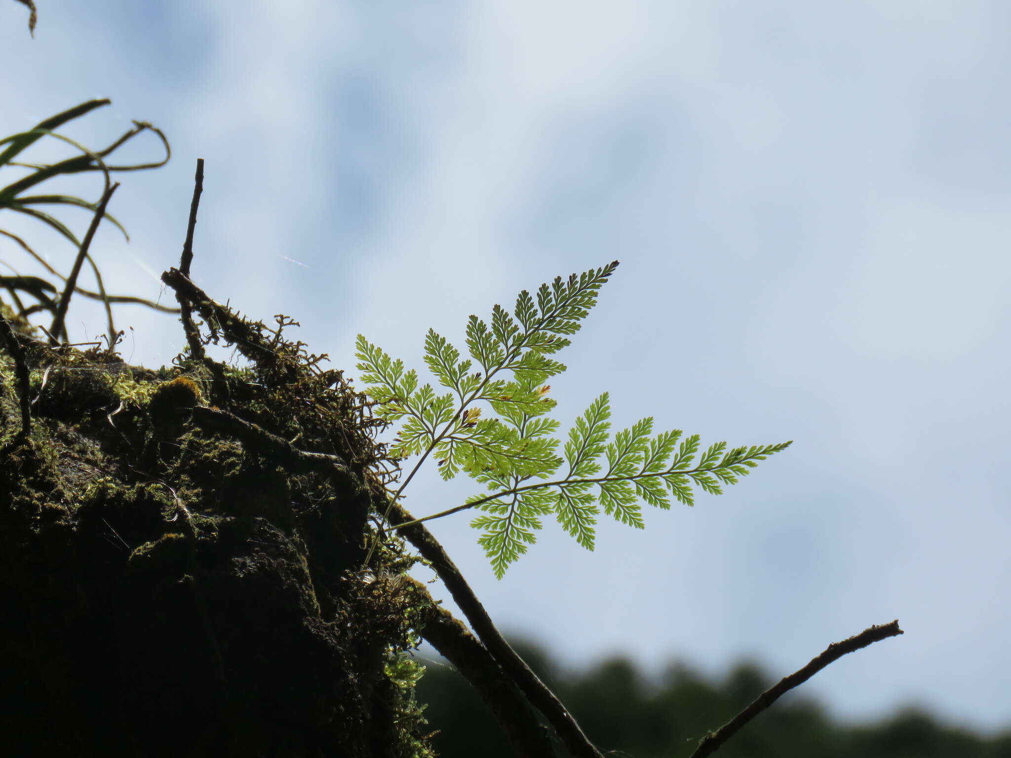 Image of black rabbitsfoot fern