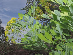 Notobubon galbanum (L.) Magee resmi