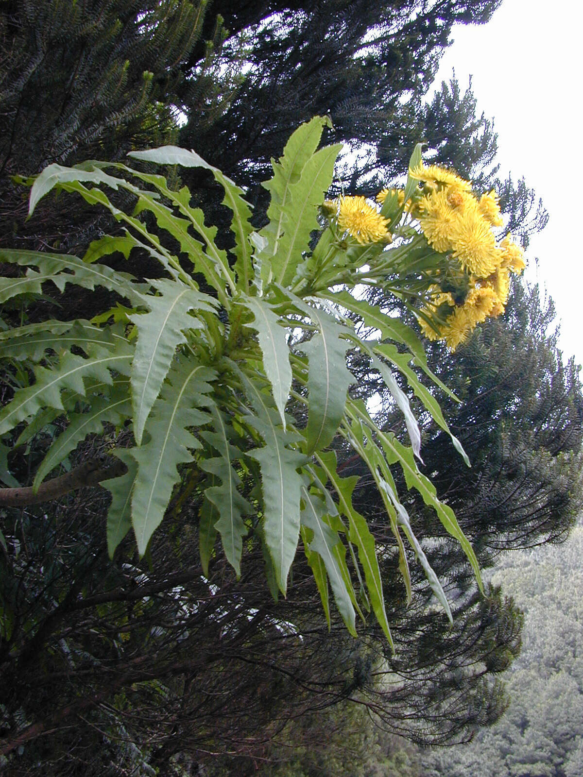 Imagem de Sonchus congestus Willd.